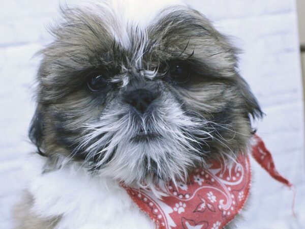 Shih Tzu DOG Male Red & White 15873 Petland Wichita, Kansas