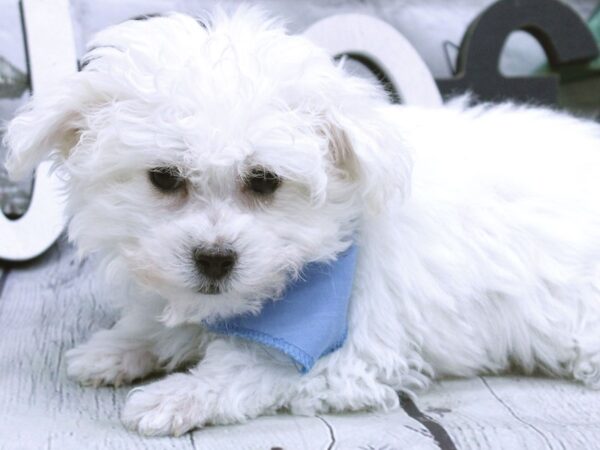 Maltese DOG Female White 15862 Petland Wichita, Kansas