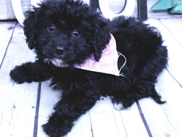 Mini Golden Mountain Doodle-DOG-Female-Black-15877-Petland Wichita, Kansas