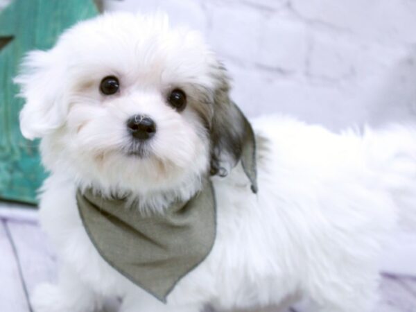 Cotonese-DOG-Female-White w/Gold spots-15881-Petland Wichita, Kansas