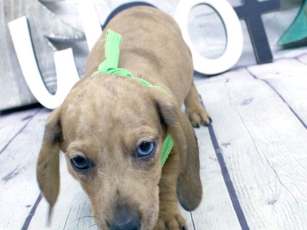 Miniature Dachshund-DOG-Male-Red Dapple-15861-Petland Wichita, Kansas