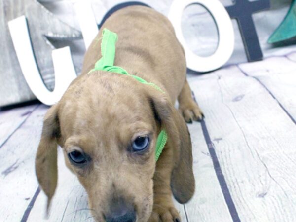 Miniature Dachshund DOG Male Red Dapple 15861 Petland Wichita, Kansas