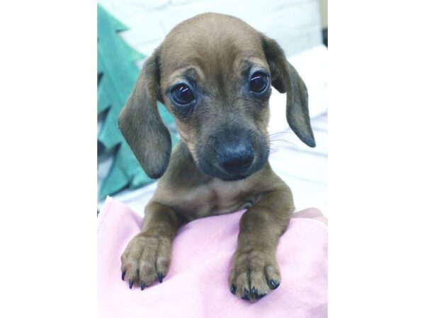 Miniature Dachshund-DOG-Female-Wild Boar Smooth Coat-15860-Petland Wichita, Kansas