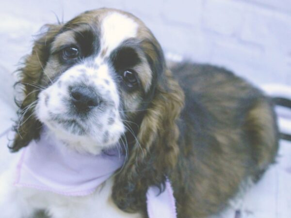 Cocker Spaniel DOG Female Red and White Wild Boar 15882 Petland Wichita, Kansas