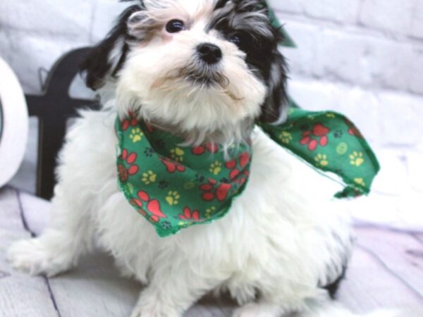 Cotonese-DOG-Male-White w/Black spots-15880-Petland Wichita, Kansas