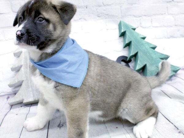 Akita-DOG-Male-Fawn-15878-Petland Wichita, Kansas