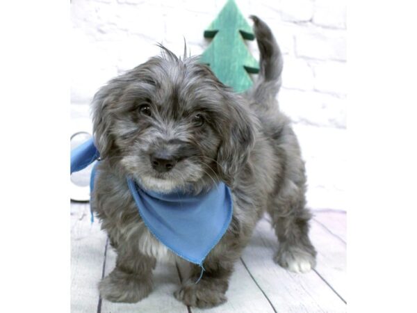 Mini Golden Mountain Doodle-DOG-Female-Blue Merle-15876-Petland Wichita, Kansas