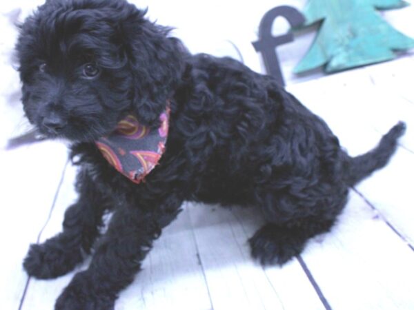 Mini Golden Mountain Doodle-DOG-Female-Black-15875-Petland Wichita, Kansas