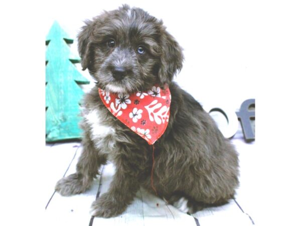 Mini Golden Mountain Doodle-DOG-Male-Blue Eyed Blue Merle-15874-Petland Wichita, Kansas