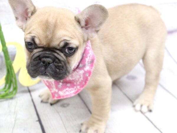 French Bulldog-DOG-Female-Black Mask Fawn-15909-Petland Wichita, Kansas