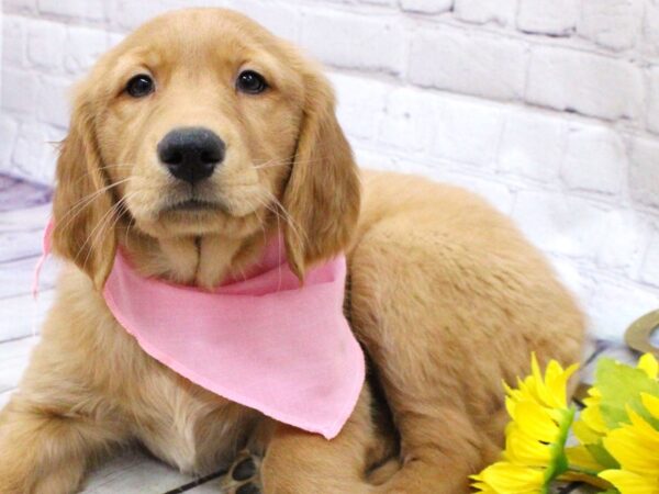 Golden Retriever DOG Female Golden 15906 Petland Wichita, Kansas