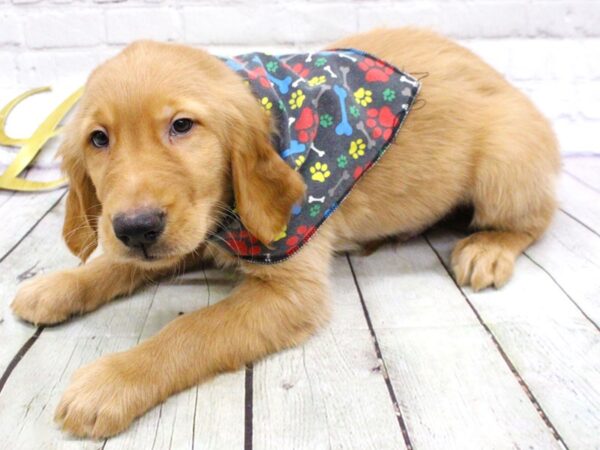 Golden Retriever-DOG-Male-Golden-15904-Petland Wichita, Kansas