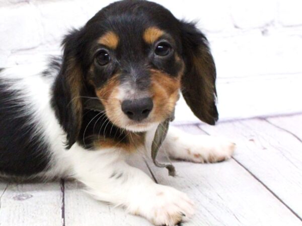 Miniature Dachshund-DOG-Male-Long Haired Black Tri Pibald-15902-Petland Wichita, Kansas