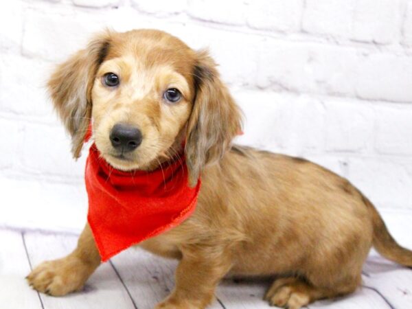 Miniature Dachshund-DOG-Male-Long Haired Red Dapple-15900-Petland Wichita, Kansas
