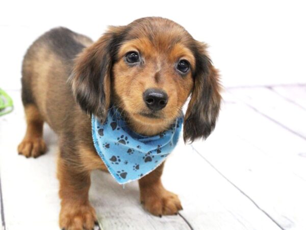 Miniature Dachshund DOG Male Long Haired Wild Boar 15898 Petland Wichita, Kansas