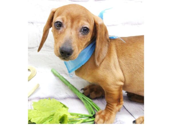 Miniature Dachshund DOG Male Smooth Coat Red 15896 Petland Wichita, Kansas