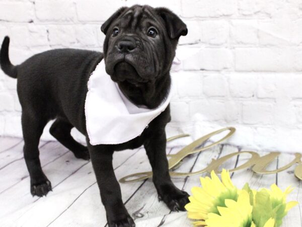 Ori Pei-DOG-Female-Black-15894-Petland Wichita, Kansas