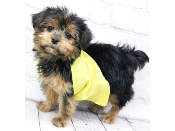 Yorkshire Terrier-DOG-Female-Black & Gold-15892-Petland Wichita, Kansas