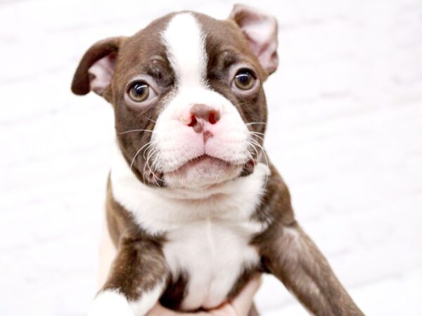 Boston Terrier DOG Male Red Tux Brindle 15890 Petland Wichita, Kansas