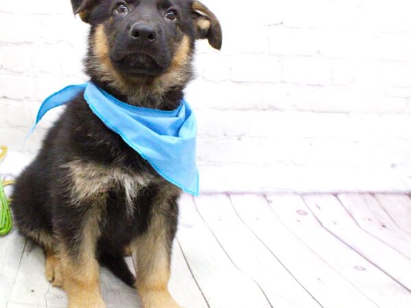 German Shepherd DOG Male Black and Tan 15888 Petland Wichita, Kansas