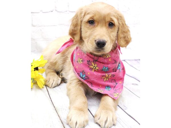 Golden Retriever DOG Female Golden 15907 Petland Wichita, Kansas