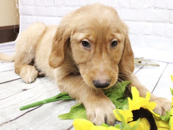 Golden Retriever DOG Female Golden 15905 Petland Wichita, Kansas