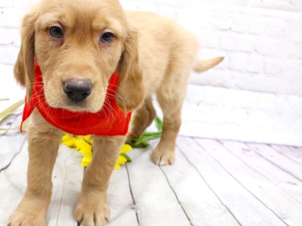 Golden Retriever-DOG-Male-Golden-15903-Petland Wichita, Kansas