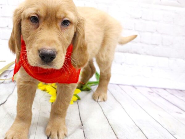 Golden Retriever DOG Male Golden 15903 Petland Wichita, Kansas