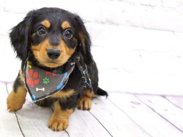 Miniature Dachshund DOG Male Black & Rust 15901 Petland Wichita, Kansas