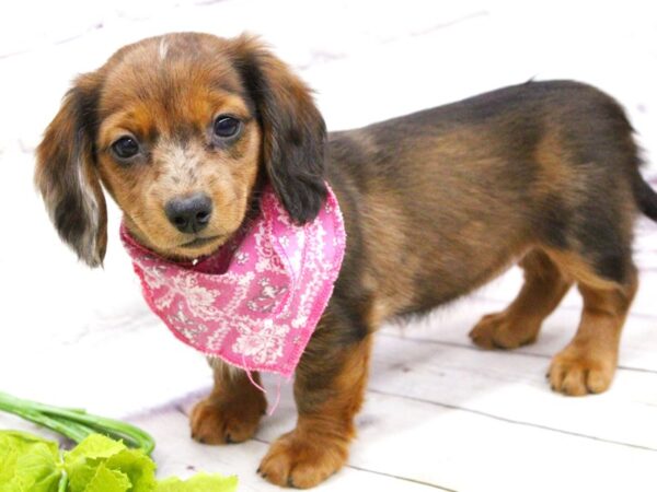 Miniature Dachshund DOG Female Long Haired Wild Boar With Merle Freckles 15899 Petland Wichita, Kansas