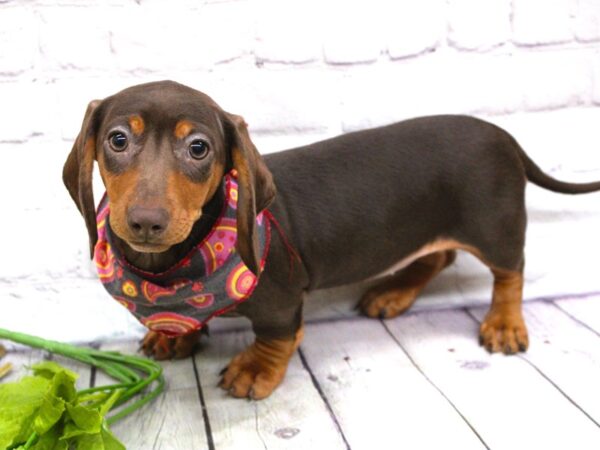 Miniature Dachshund-DOG-Female-Smooth Coat Chocolate & Tan-15895-Petland Wichita, Kansas