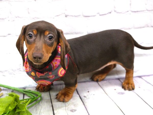 Miniature Dachshund DOG Female Smooth Coat Chocolate & Tan 15895 Petland Wichita, Kansas