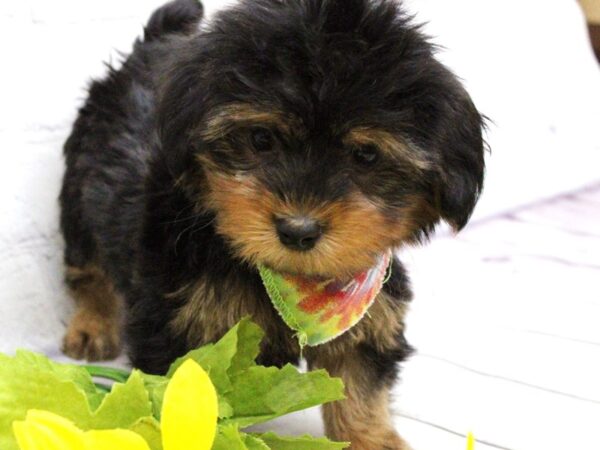 Yorkshire Terrier DOG Female Black & Gold 15893 Petland Wichita, Kansas