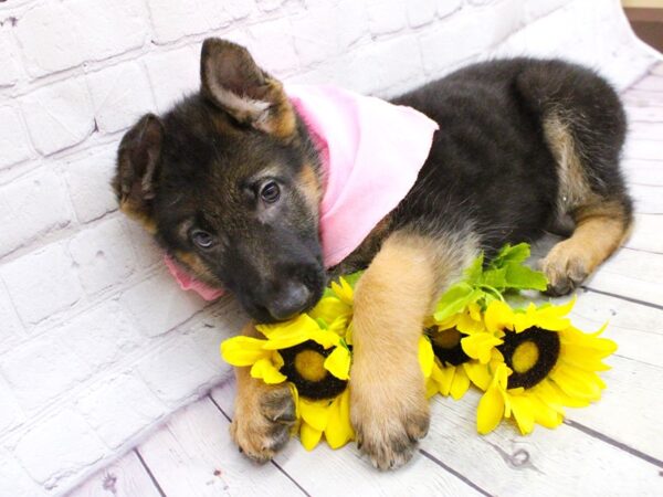 German Shepherd DOG Female Black and Tan 15889 Petland Wichita, Kansas