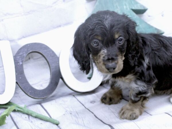 Miniature Dachshund DOG Male Long Haired Silver Dapple Tri 15842 Petland Wichita, Kansas