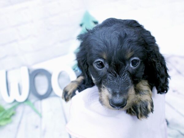 Miniature Dachshund-DOG-Male-Long Haired Silver Dapple Tri-15843-Petland Wichita, Kansas