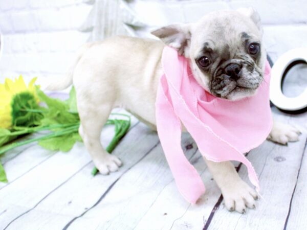 Frug DOG Female Fawn Merle 15858 Petland Wichita, Kansas