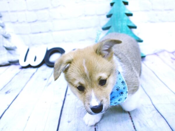 Pembroke Welsh Corgi-DOG-Male-Red & White-15856-Petland Wichita, Kansas