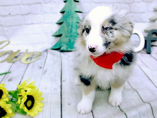 Australian Shepherd DOG Male Blue Merle Bi-eyed 15839 Petland Wichita, Kansas