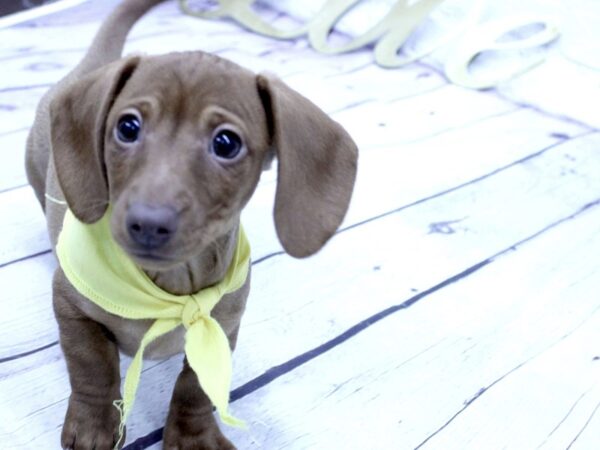 Miniature Dachshund DOG Female Smooth Coat Red 15841 Petland Wichita, Kansas