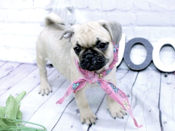 Frug-DOG-Female-Fawn w/Black Mask-15857-Petland Wichita, Kansas