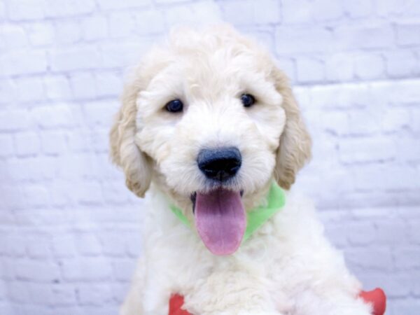 Goldendoodle DOG Male Light Golden 15851 Petland Wichita, Kansas