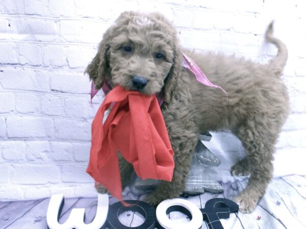 Goldendoodle DOG Female Dark Red w/White on Chest 15846 Petland Wichita, Kansas