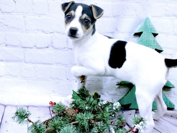 Rat Terrier DOG Female Black Tri 15844 Petland Wichita, Kansas