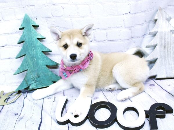 Pomsky-DOG-Female-Red w/Blue Sparkle in Eye-15831-Petland Wichita, Kansas