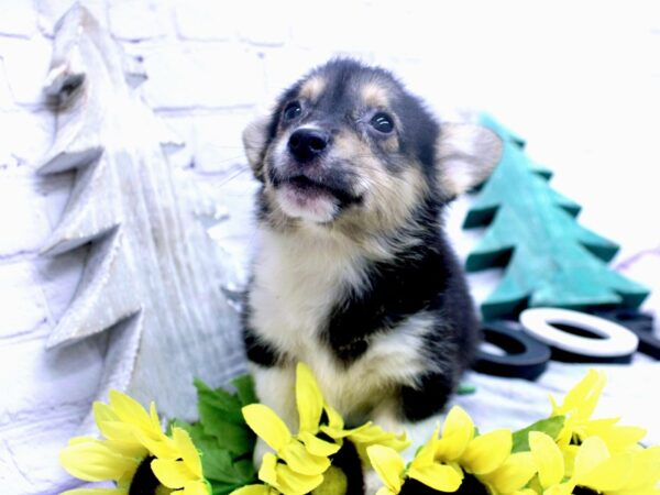 Pembroke Welsh Corgi DOG Female Black Tri 15855 Petland Wichita, Kansas