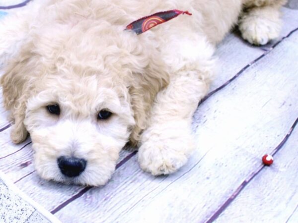 Goldendoodle DOG Female Light Gold 15847 Petland Wichita, Kansas