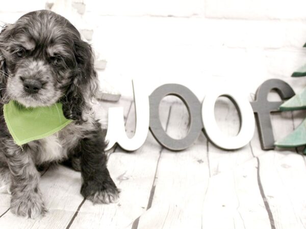 Cocker Spaniel-DOG-Female-Blue Merle-15836-Petland Wichita, Kansas