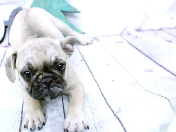 Frug DOG Male Fawn Merle 15859 Petland Wichita, Kansas