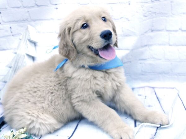 Golden Retriever DOG Male Golden 15834 Petland Wichita, Kansas